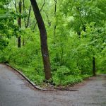 Annual Friends of IHP Earth Day Festival