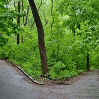 Annual Friends of IHP Earth Day Festival ico