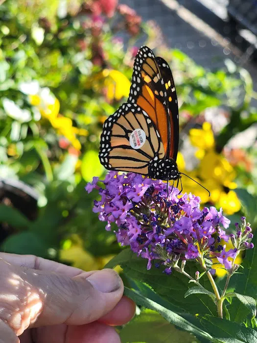 Inwood Butterfly Sanctuary Picture 6