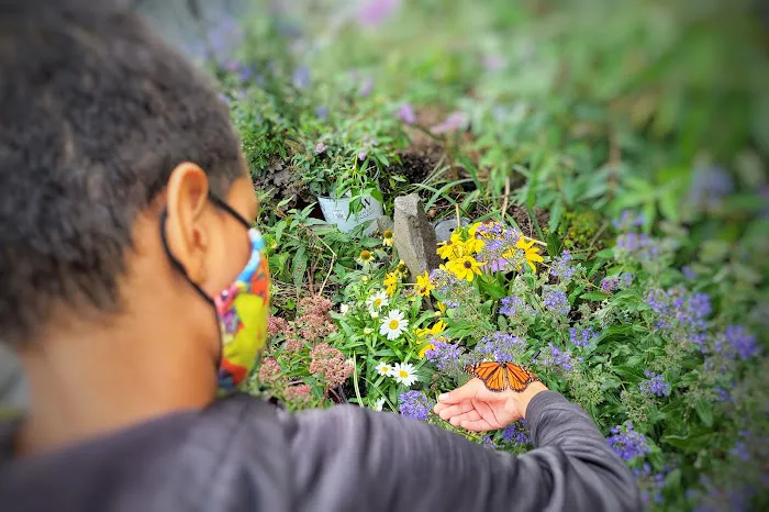 Inwood Butterfly Sanctuary Picture 10