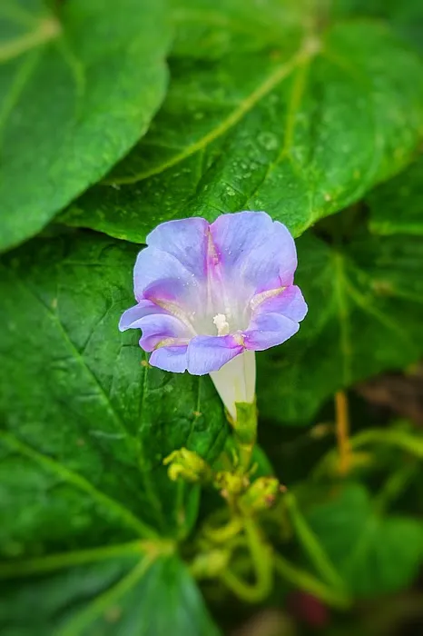 Inwood Butterfly Sanctuary Picture 5