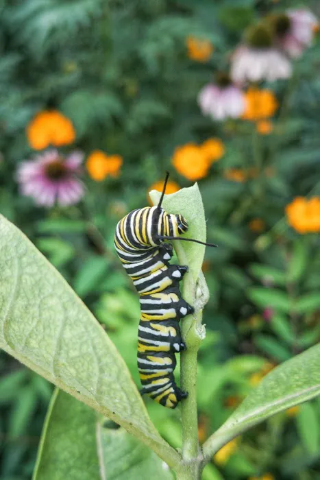 Inwood Butterfly Sanctuary Picture 7