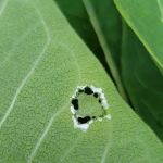 Pollinator Garden and Monarch Waystation