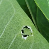 Pollinator Garden and Monarch Waystation ico