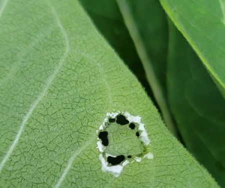 Pollinator Garden and Monarch Waystation