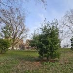 Tree of Peace Garden
