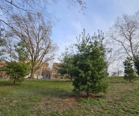 Tree of Peace Garden