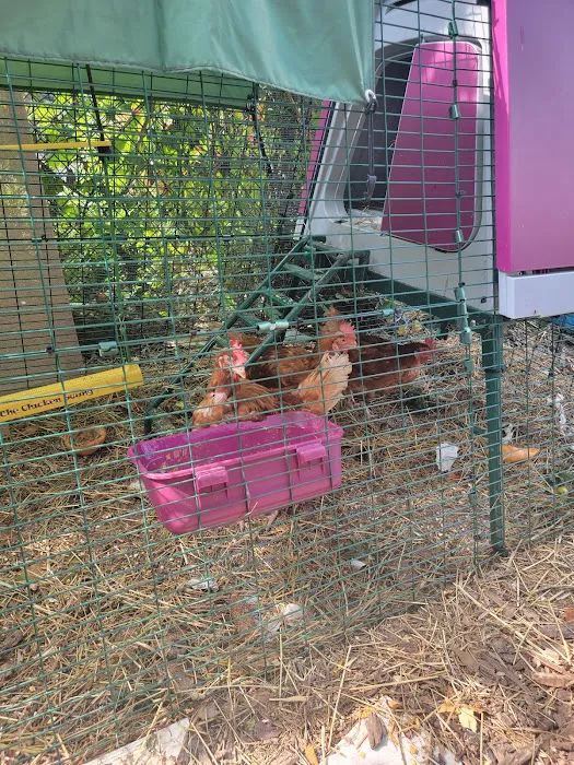 Little Paradise Community Garden Picture 8