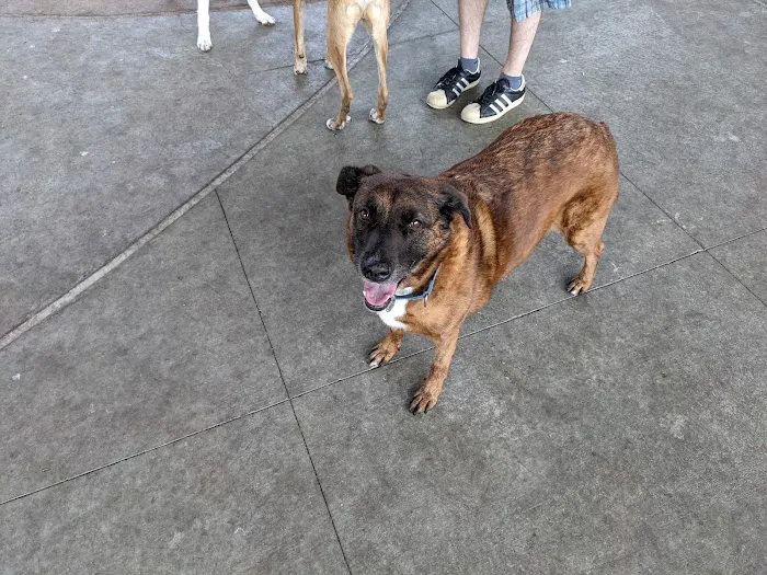 Triborough Bridge Playground C Dog Run Picture 1