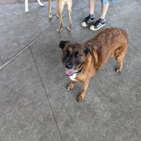 Triborough Bridge Playground C Dog Run ico