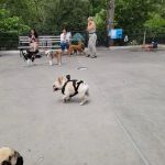 Carl Schurz Park Dog Runs