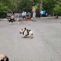 Carl Schurz Park Dog Runs ico