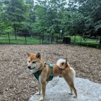 Franz Sigel Dog Run ico