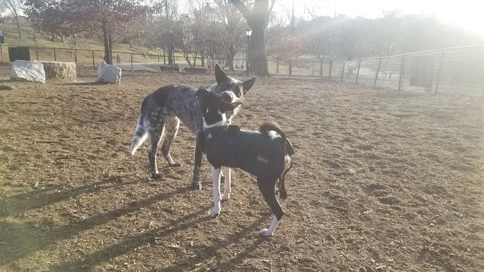 Franz Sigel Dog Run Picture 10