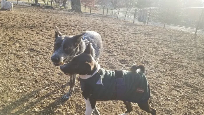 Franz Sigel Dog Run Picture 7