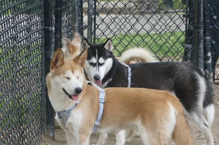 Franz Sigel Dog Run Picture 6