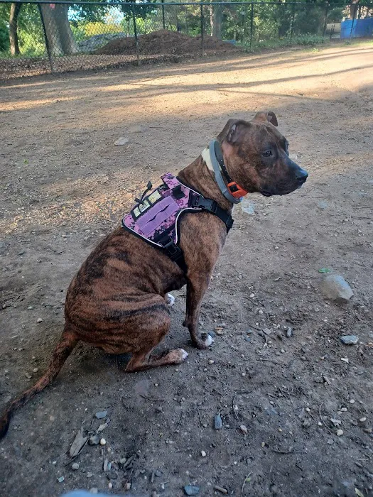 Franz Sigel Dog Run Picture 3