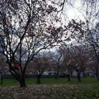 White Plains Park ico