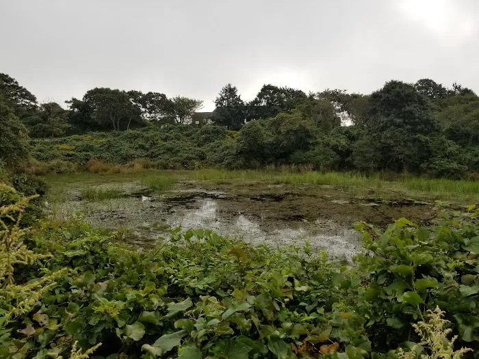 Hopping Frog Pond Picture 4