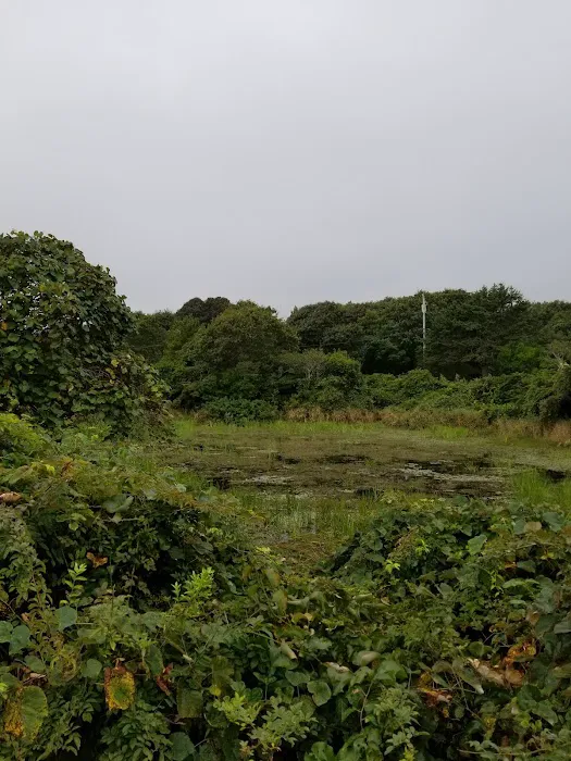 Hopping Frog Pond Picture 5