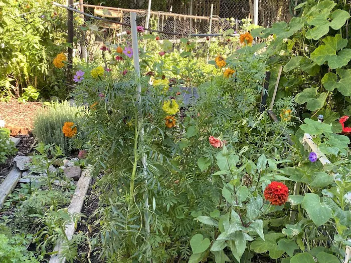 Jefferson Street Community Garden Picture 2
