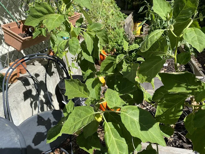Jefferson Street Community Garden Picture 4