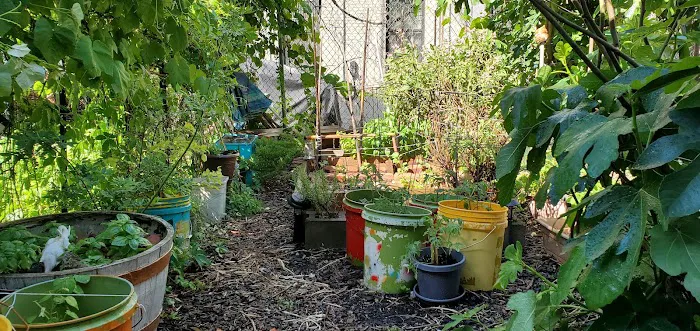 Jefferson Street Community Garden Picture 6