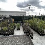 NBK Parks Native Nursery