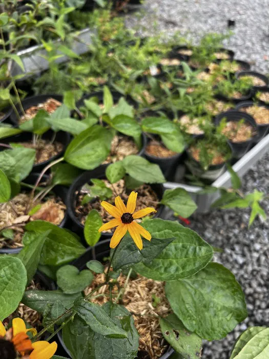 NBK Parks Native Nursery Picture 6