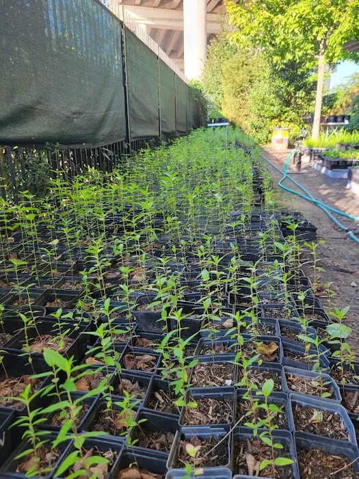 NBK Parks Native Nursery Picture 9
