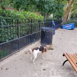 Cooper Park Dog Run