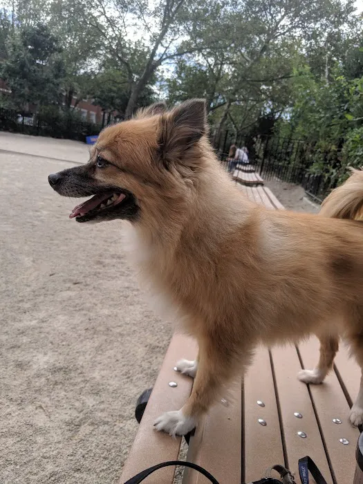 Cooper Park Dog Run Picture 7
