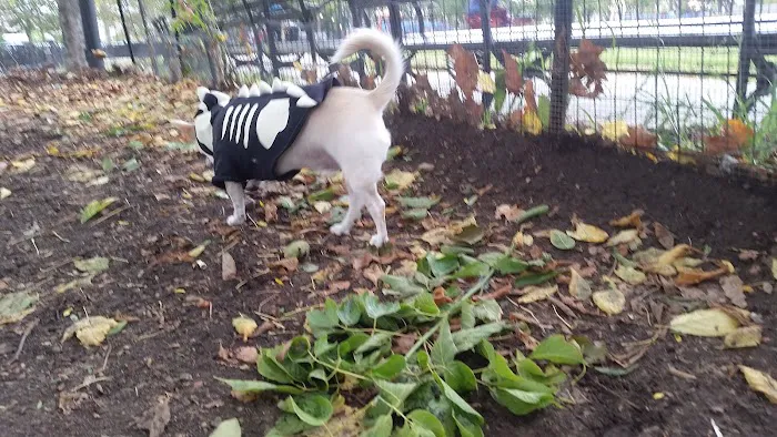 Cooper Park Dog Run Picture 2