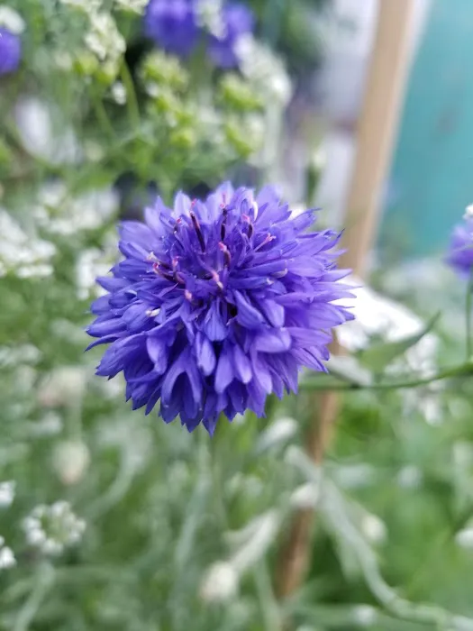 EL Garden Picture 9