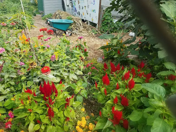 Phoenix Community Garden Picture 4