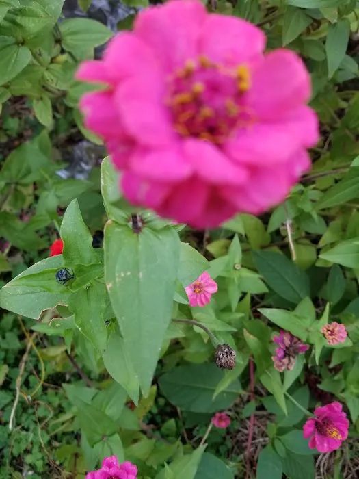 Phoenix Community Garden Picture 7