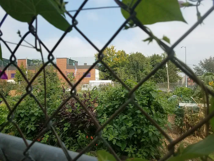 Phoenix Community Garden Picture 2