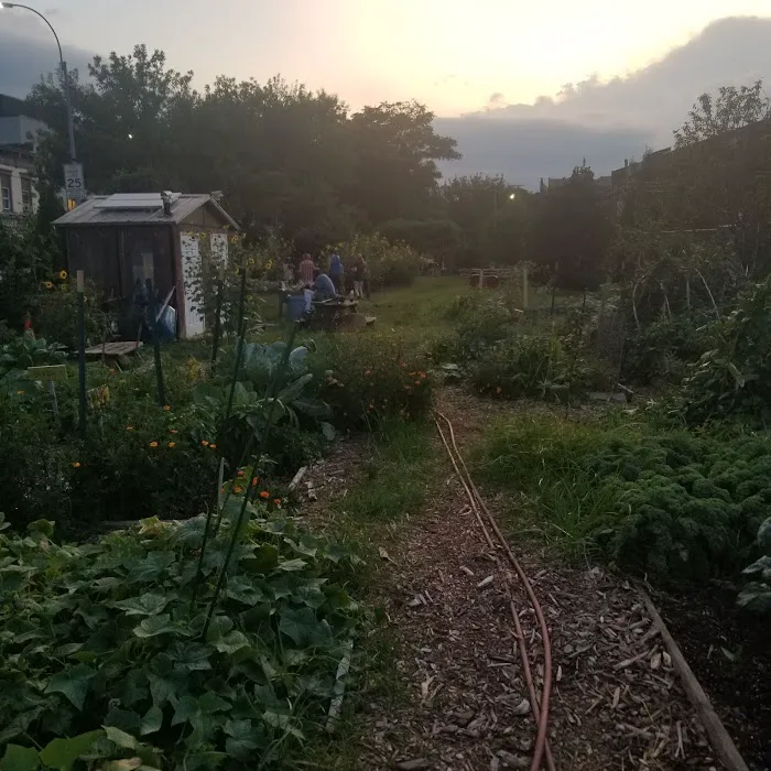 Phoenix Community Garden Picture 9
