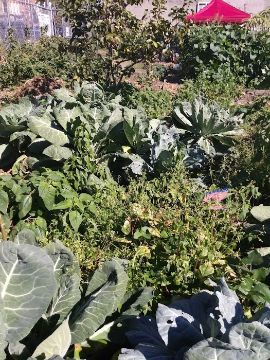 Phoenix Community Garden Picture 10