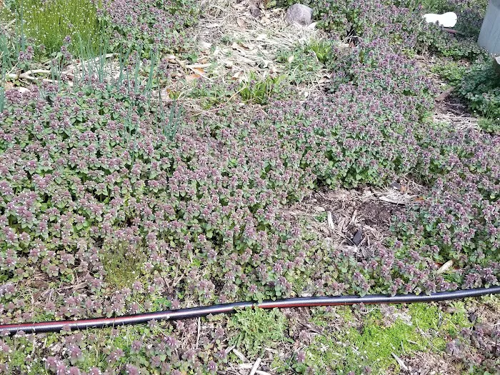 Phoenix Community Garden Picture 5