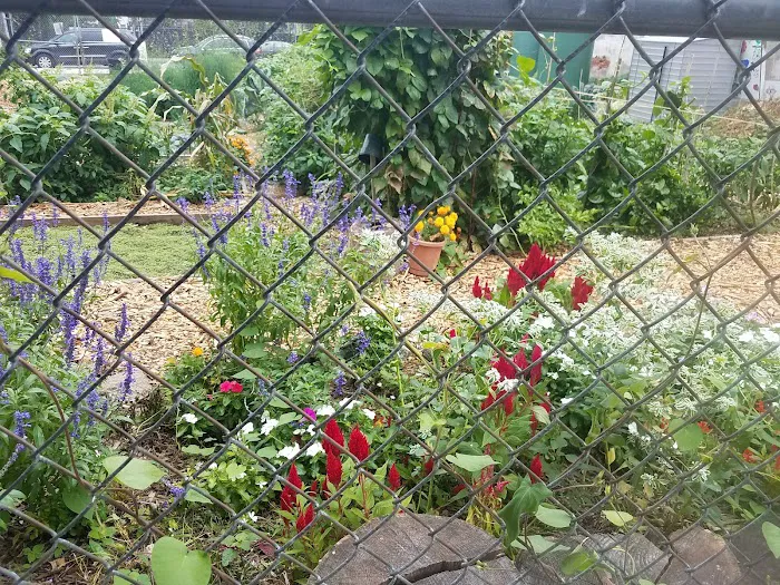Phoenix Community Garden Picture 6