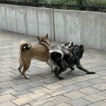 Doughboy Plaza Dog Run