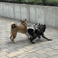 Doughboy Plaza Dog Run ico