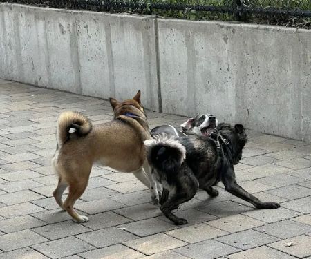 Doughboy Plaza Dog Run