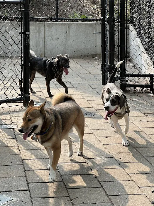 Doughboy Plaza Dog Run Picture 4