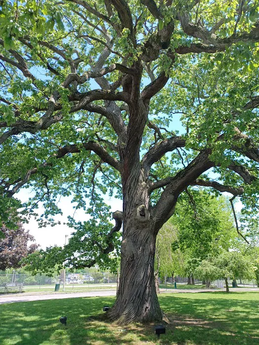 Rye Recreation Picture 2