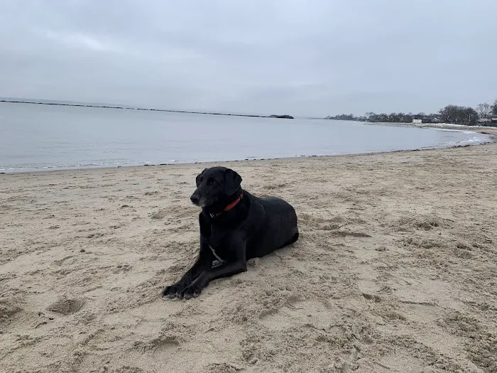 Dog beach parking Picture 2