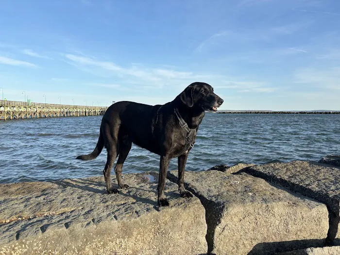 Dog beach parking Picture 6