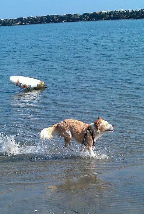 Dog beach parking Picture 9