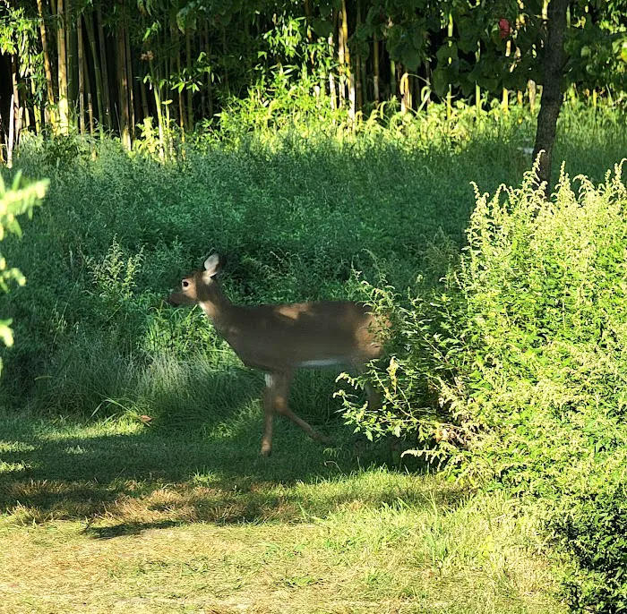 Edith Read Wildlife Sanctuary Picture 7